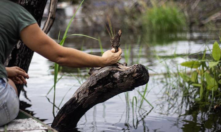 Da seiva ao design: os pequenos negócios que mantêm a floresta em pé e a economia viva