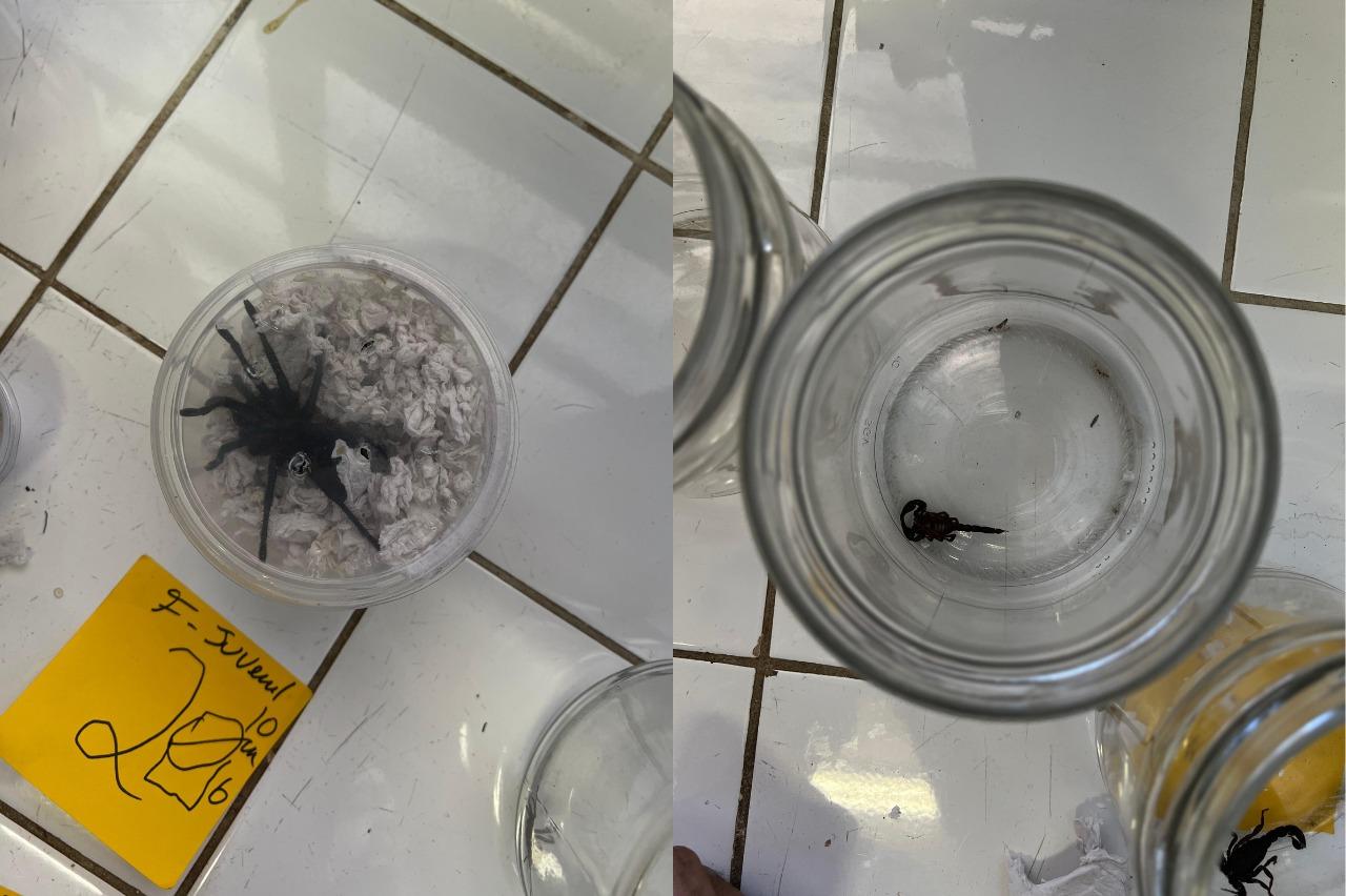Polícia investiga tráfico de aranhas e escorpiões