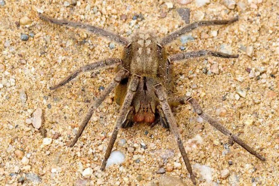 Homem picado por aranha está há dois dias com pênis ereto