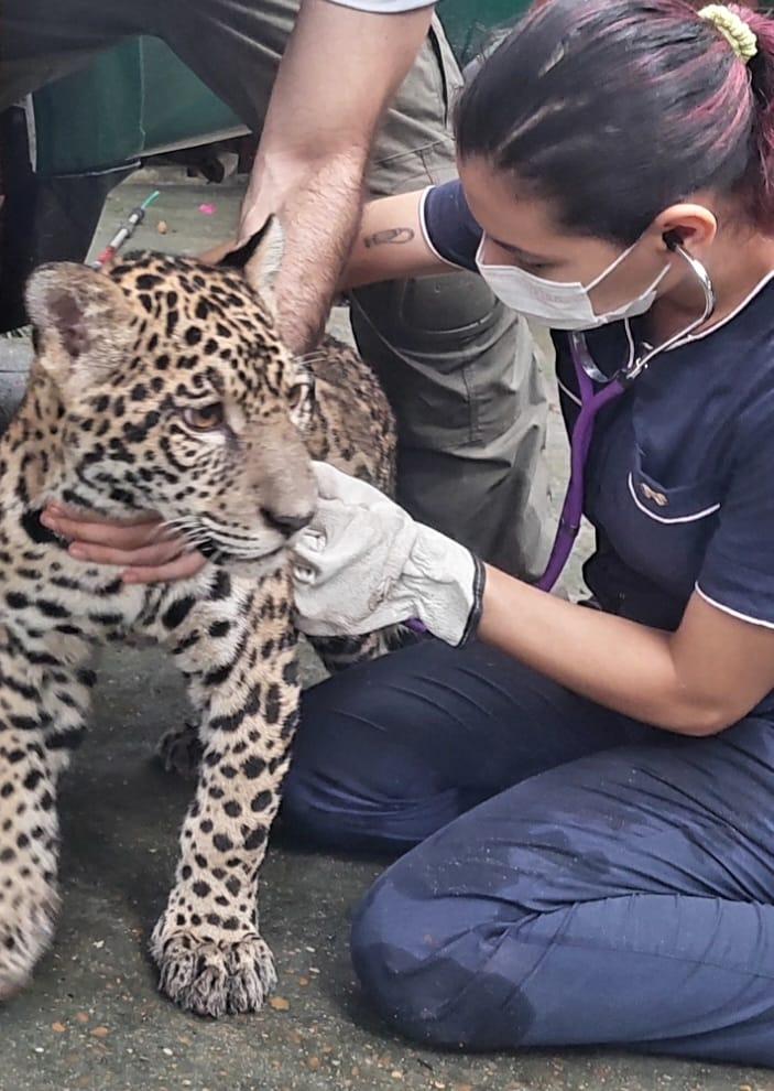 Filhote de onça criado como pet é transferido para Manaus