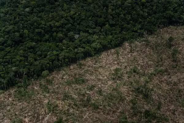 Amazonas registra maior índice de desmatamento da Amazônia em abril, aponta novo relatório