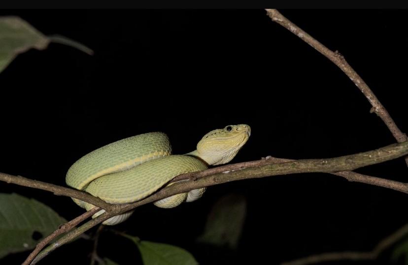 Maior congresso de herpetologia do país será realizado pela primeira vez no Amazonas
