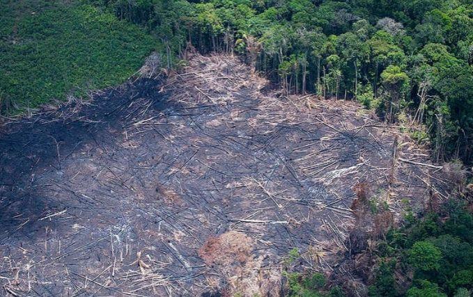 Apuí e Lábrea lideram desmatamento na Amazônia em 2024