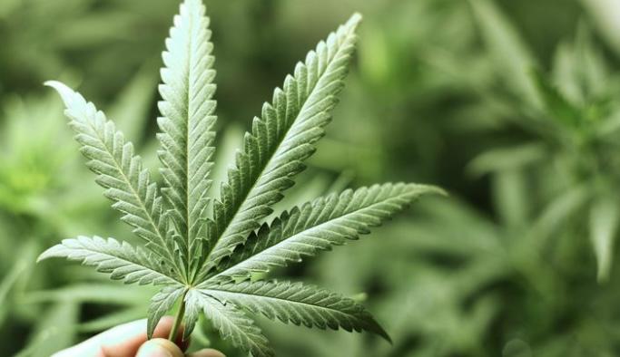 Apoio à maconha medicinal atinge recorde no Brasil, aponta PoderData