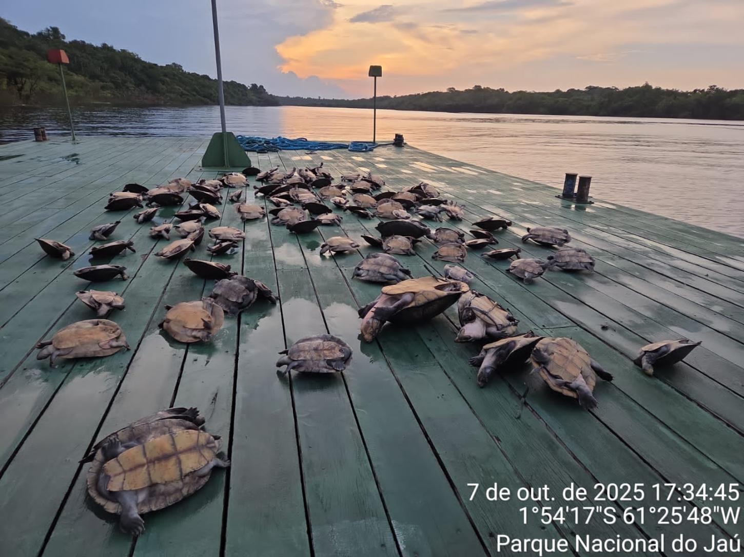 Operação no Parque do Jaú apreende 117 quelônios