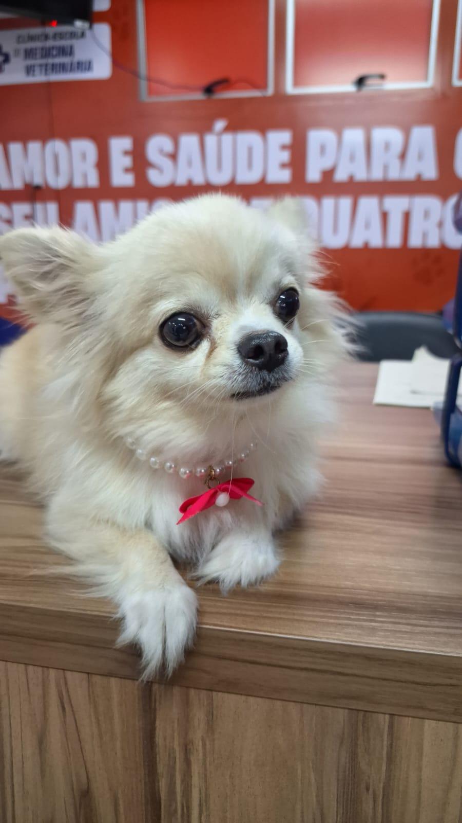 Carna Pet oferece atendimentos especializados e mimos para os pets em Manaus