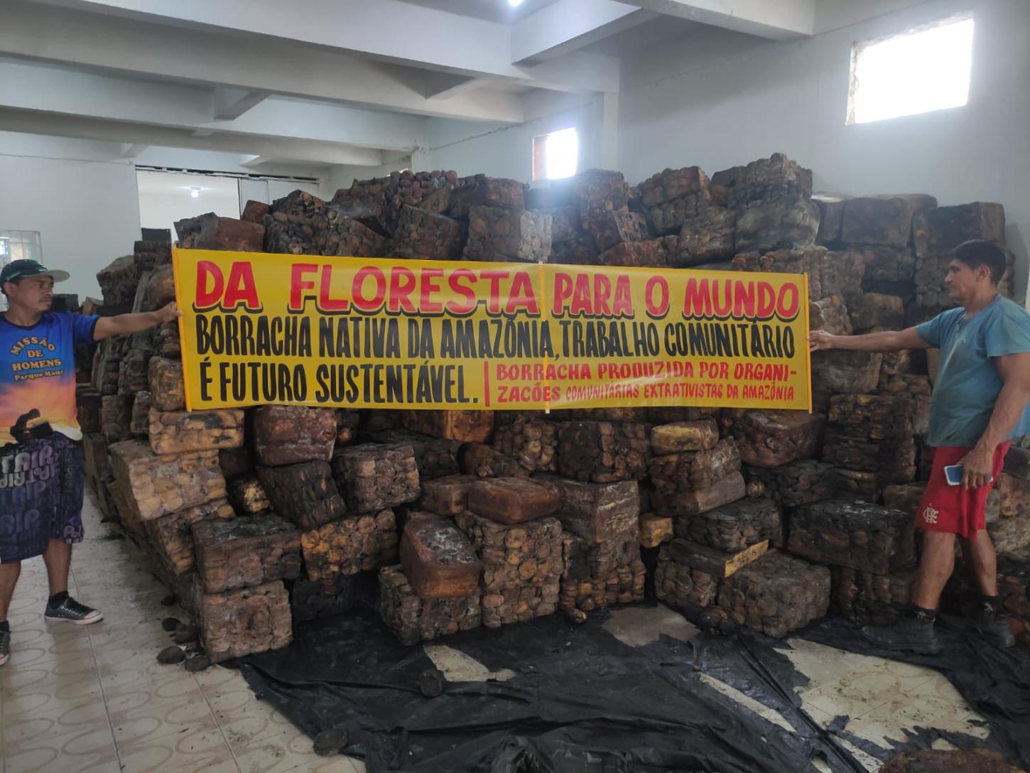 Safra de borracha nativa amplia produção na Amazônia e gera renda para mais de 600 famílias extrativistas